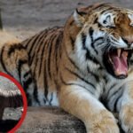 "Shocking! Tiger Savages Elderly Man Near Village – Locals Panic as Big Cat Roams Free!"